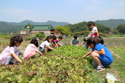 가창초, 귀여운 농부들의 Green Food 식단 만들기